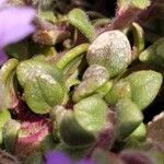 Chaenorrhinum origanifolium برگ