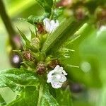 Lycopus europaeus Flower