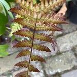 Dryopteris erythrosora 葉