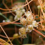 Cuscuta scandens Frutto