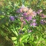 Saussurea alpina Flower
