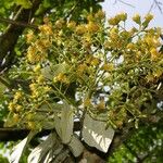 Sinclairia polyantha Flor