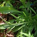 Scabiosa caucasica Leaf
