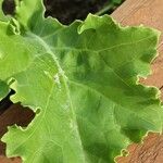 Crambe maritima Leaf