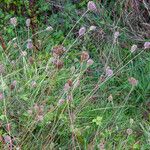 Daucus pusillus Fruit