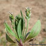 Plantago rhodosperma Hábito