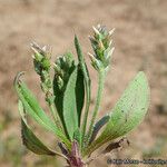 Plantago rhodosperma Pokrój