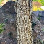 Quercus macrocarpa Bark