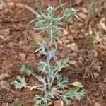 Eryngium triquetrum Vivejo