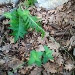 Cirsium rivulare Yeri