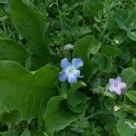 Nemophila phacelioides Цвят