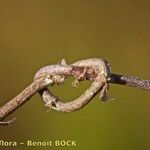 Salicornia perennis Плод