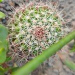 Mammillaria decipiens Foglia