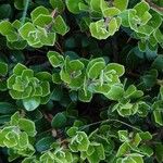 Arctostaphylos uva-ursi Leaf