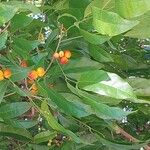 Harpullia arborea Fruit