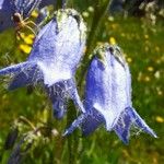 Campanula barbataКвітка