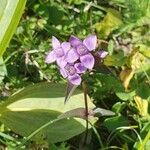 Gentianella campestrisFlower