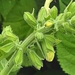 Salvia glutinosa Flower
