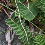Astragalus alpinus Φύλλο