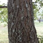 Sideroxylon lanuginosum Bark