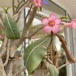 Adenium obesum Leht