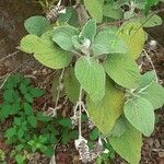 Sideritis macrostachyos Blad