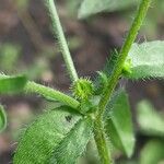 Lappula squarrosa Fruit