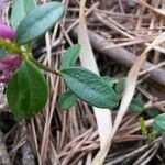 Polygala chamaebuxus Leaf