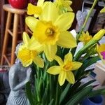 Narcissus jonquilla Ďalší