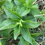 Mercurialis perennis Blad