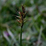 Carex macrostylos Frukto