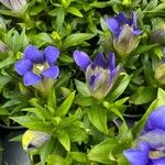 Gentiana calycosa Floro