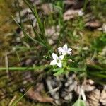 Stenaria nigricans Flower