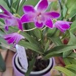 Dendrobium kingianum Квітка