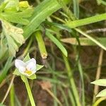 Viola arvensis 花