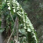 Caryota urens Folha