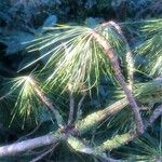 Pinus wallichiana Folio