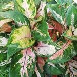 Aglaonema commutatumLeaf