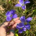 Gentianopsis crinitaFlower