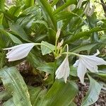 Crinum mooreiKvet