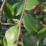 Camellia rosthorniana Leaf