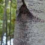 Populus tremula বাকল