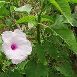 Ipomoea carnea 叶