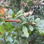 Escallonia illinita पत्ता