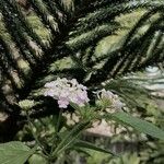 Lantana trifolia 花