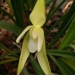 Cymbidium goeringii Blomma