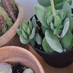 Crassula cotyledonis Leaf
