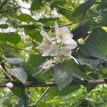 Philadelphus lewisii Blad