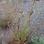 Juncus tenuis 整株植物