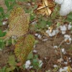 Gossypium hirsutum Hoja